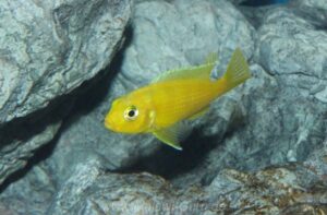 Metriaclima lombardoi